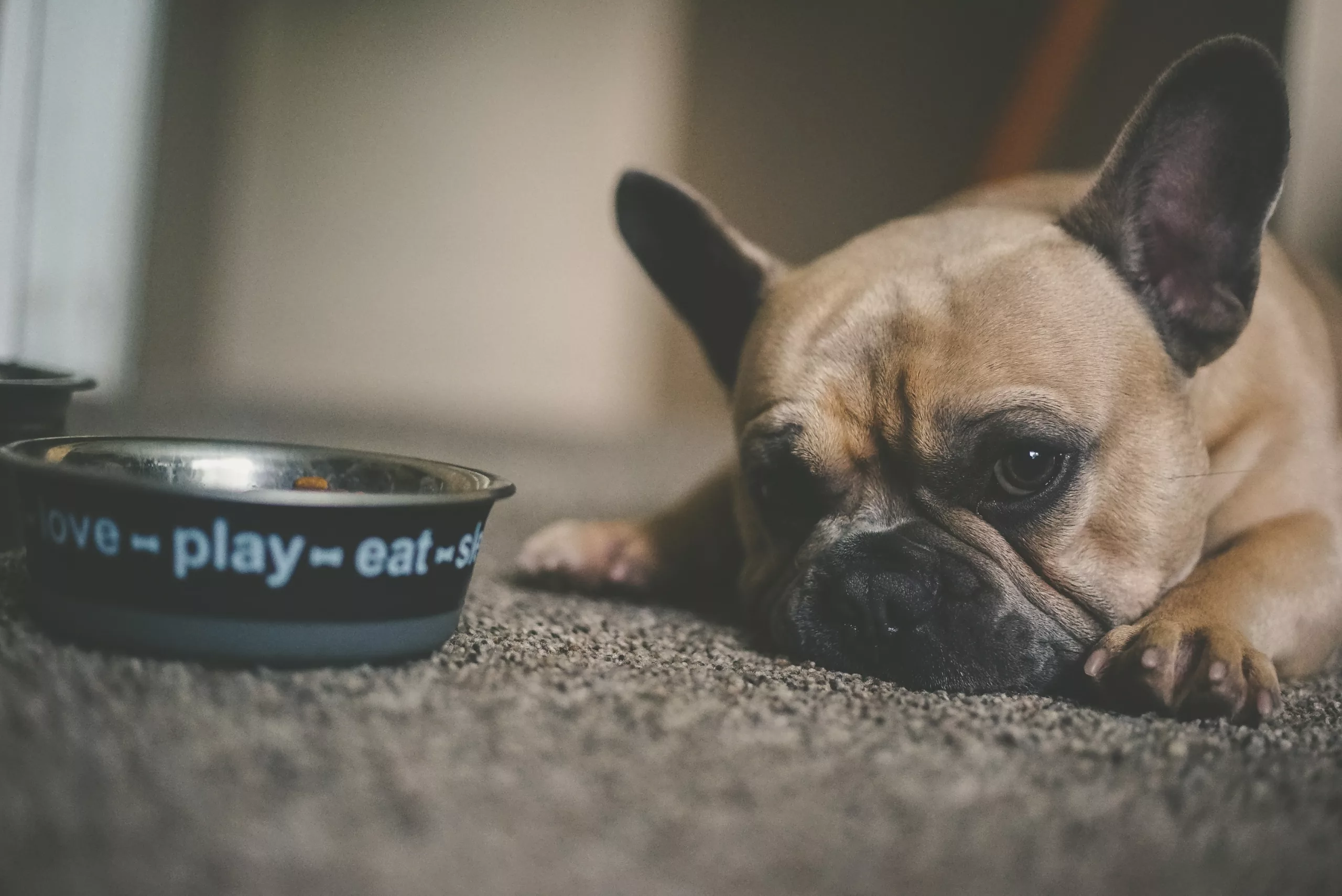 What Happens if a Dog Eats a Battery?